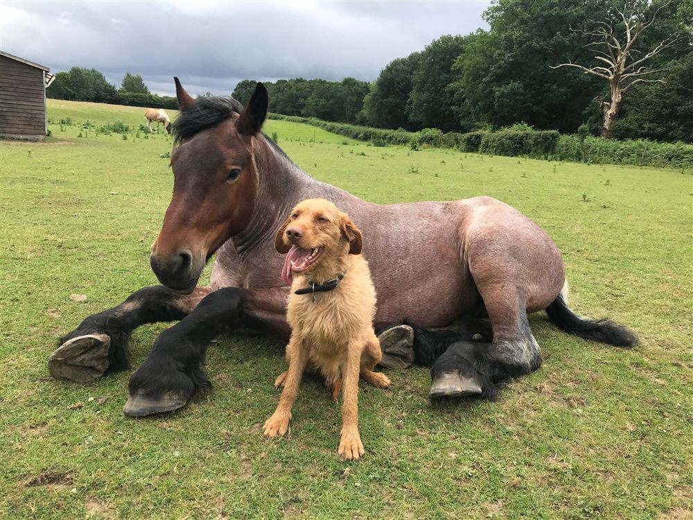 One of the yard's horses relaxing in the field with the yard dog